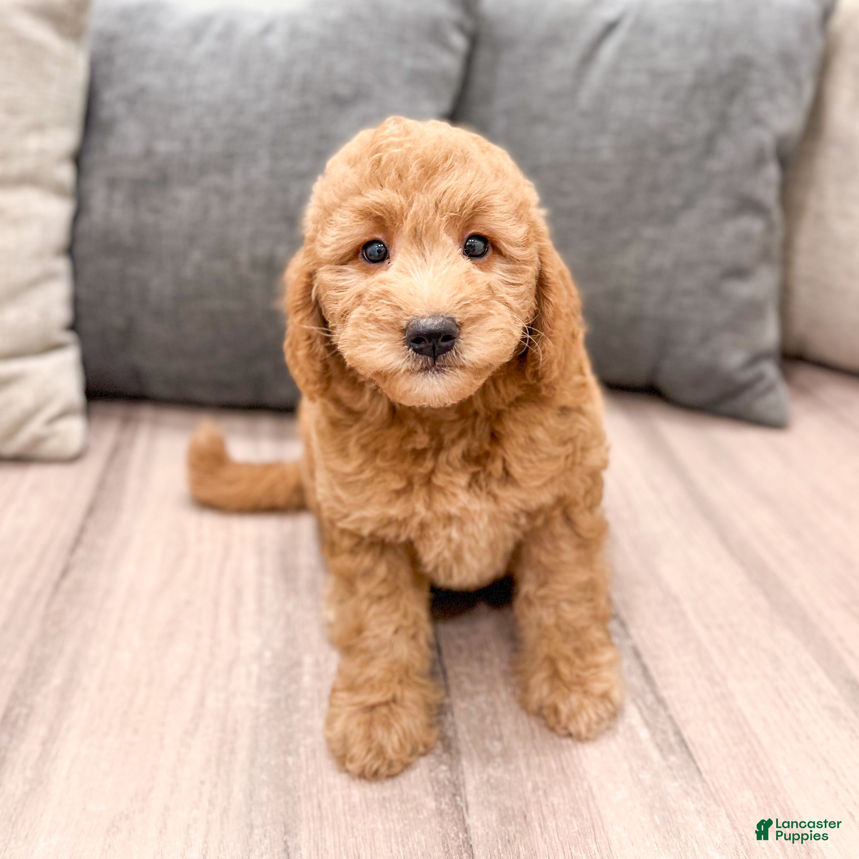 Mini Goldendoodle dogs Sadie - Ad 2