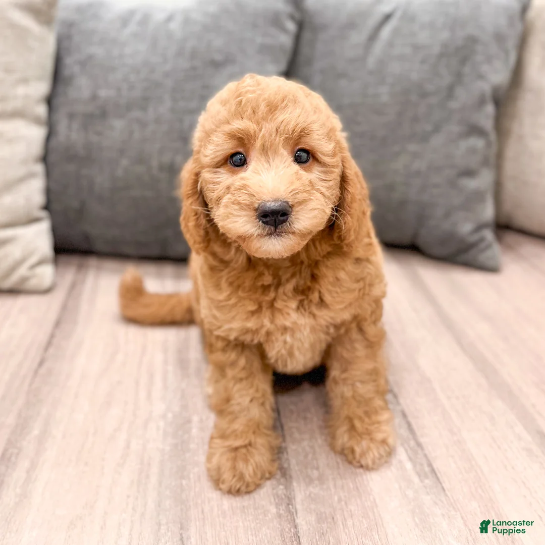 Mini Goldendoodle dogs for sale: Sadie - Ad 2