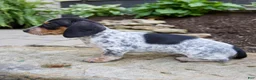 Miniature Dachshund dogs for sale: Glory - Ad 5