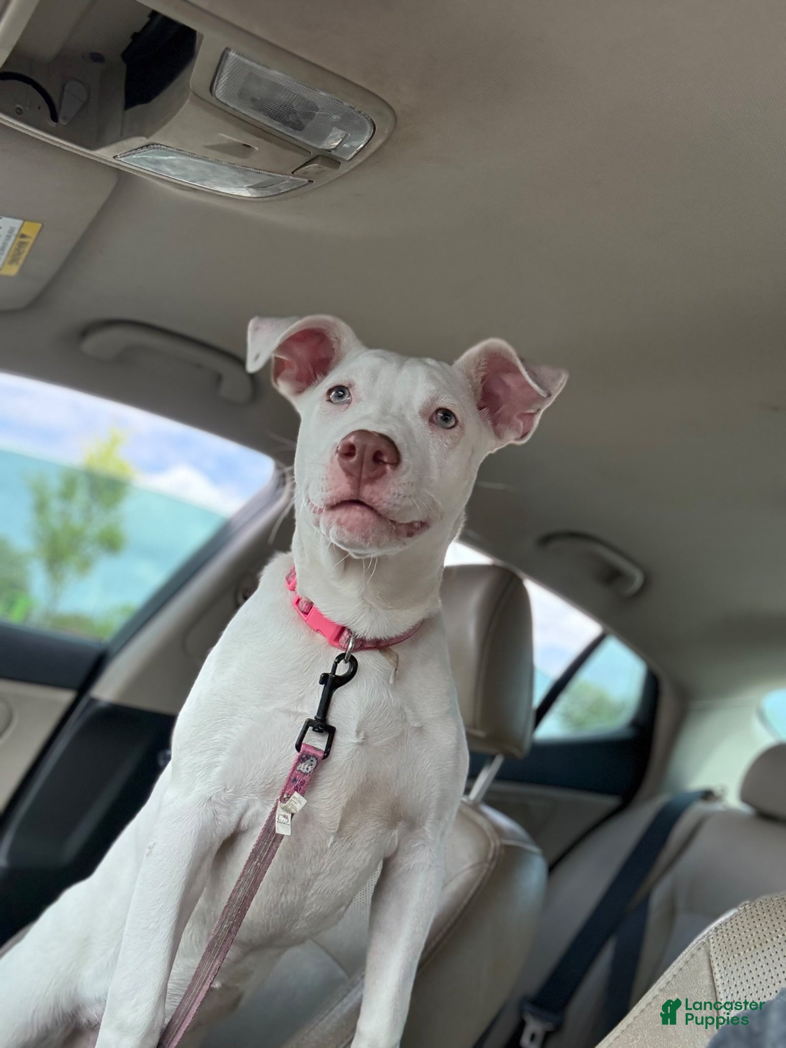 Mixed Breed dogs Sugar - Ad 38