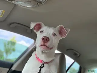 Mixed Breed dogs Sugar - Ad 38