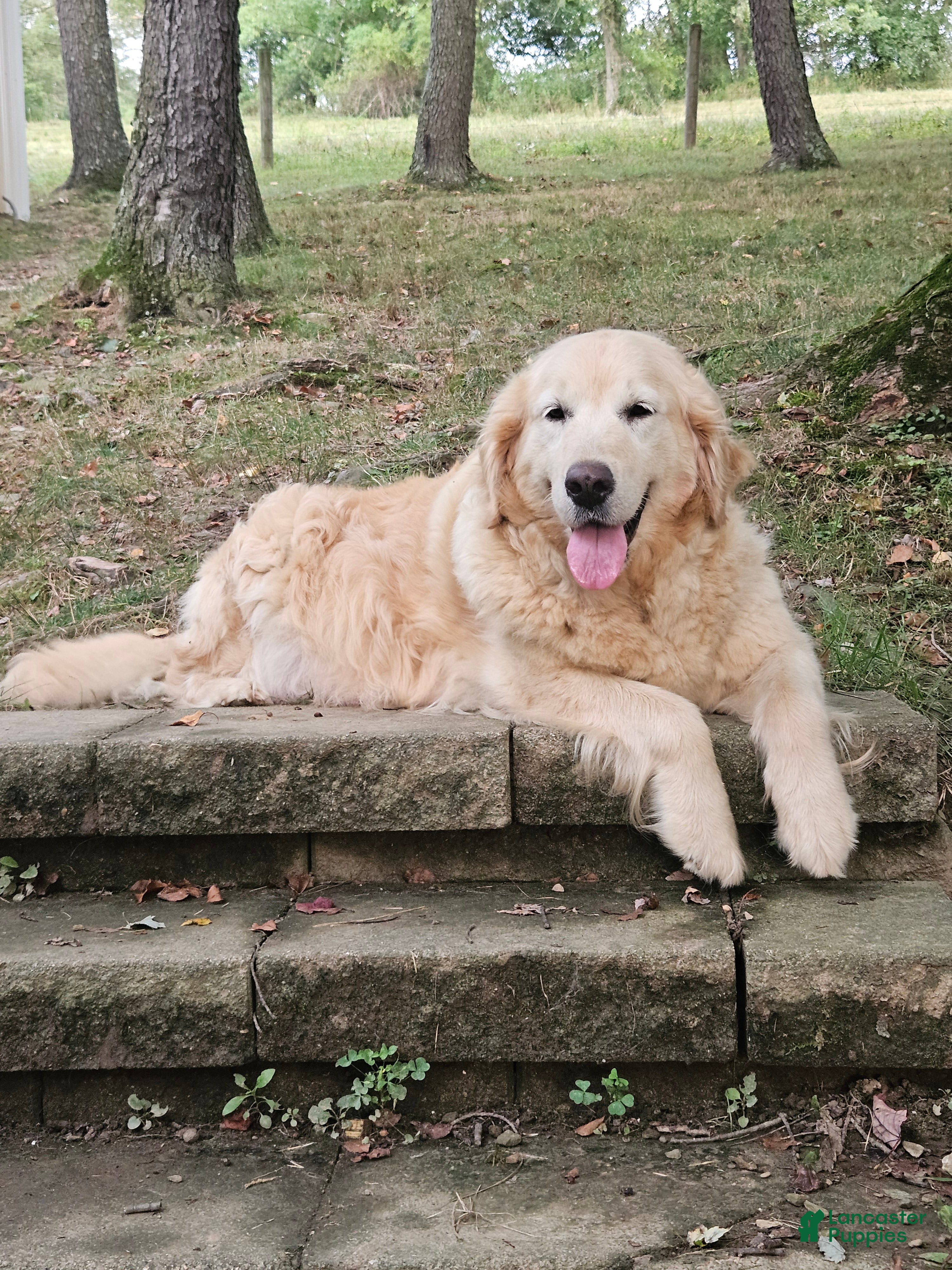 Golden Retriever dogs Patrick - Ad 2