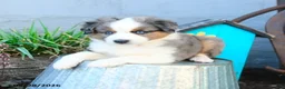 Miniature Australian Shepherd dogs for sale: Johnny - Ad 4