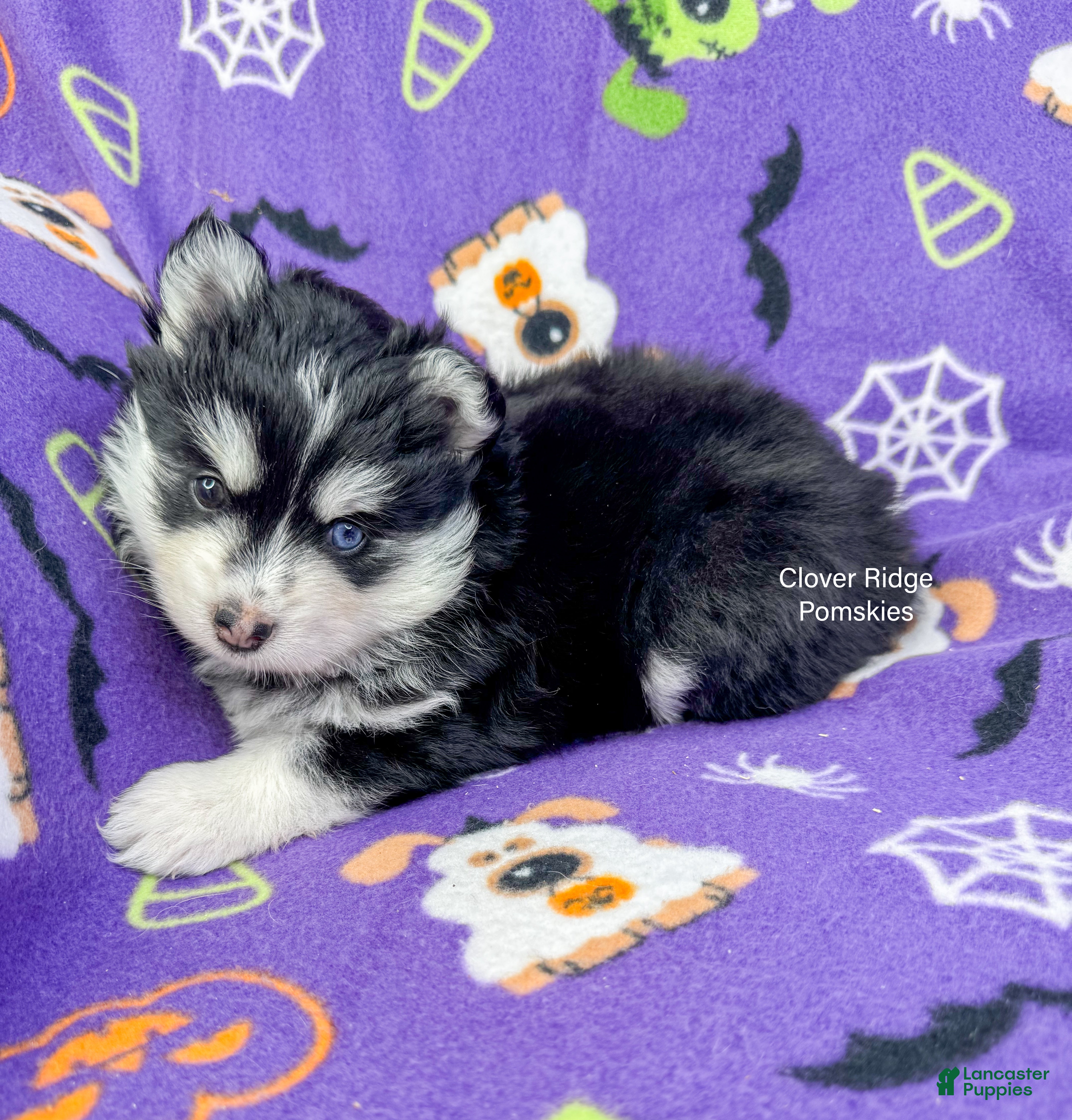 Pomsky dogs for sale: Revena - Ad 2