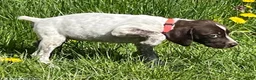 German Shorthaired Pointer dogs for sale: German Shorthaired Pointer Puppy 5 - Ad 1