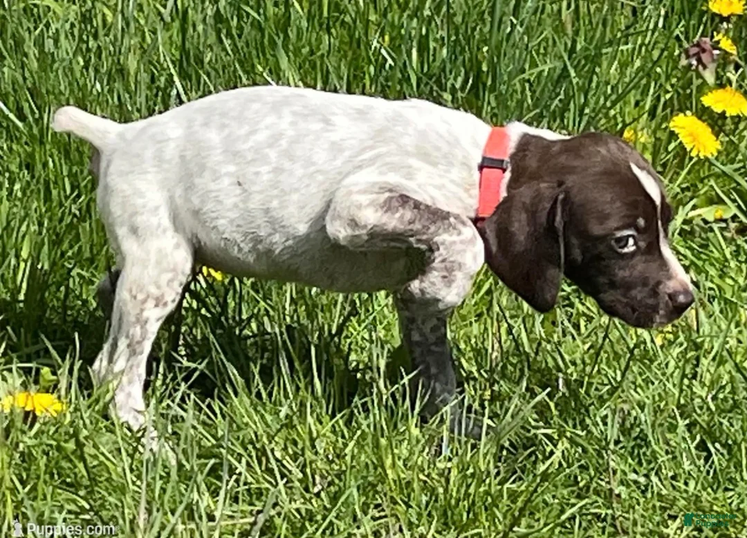 German Shorthaired Pointer dogs for sale: German Shorthaired Pointer Puppy 5 - Ad 1