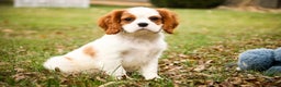 Cavalier King Charles Spaniel dogs for sale: Cody - Ad 6