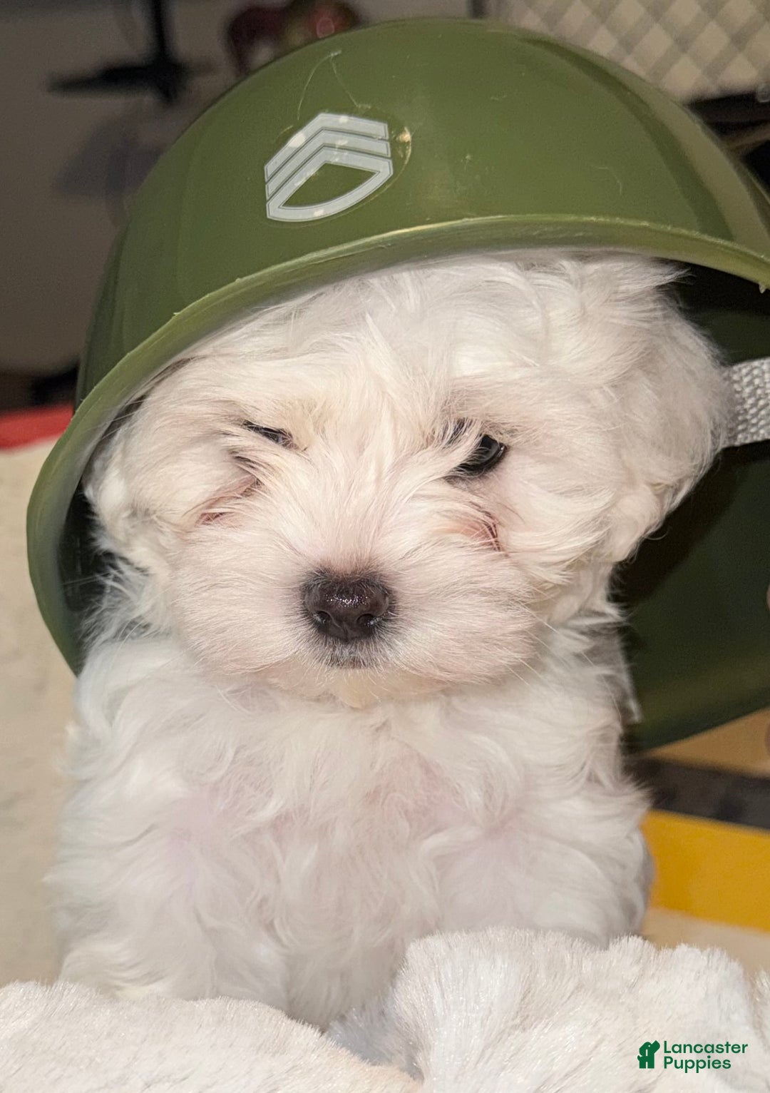 Mixed Breed dogs for sale:  Lhatese Breed “Trooper”  - Ad 3