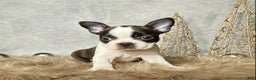 Boston Terrier dogs for sale: Frost  - Ad 3