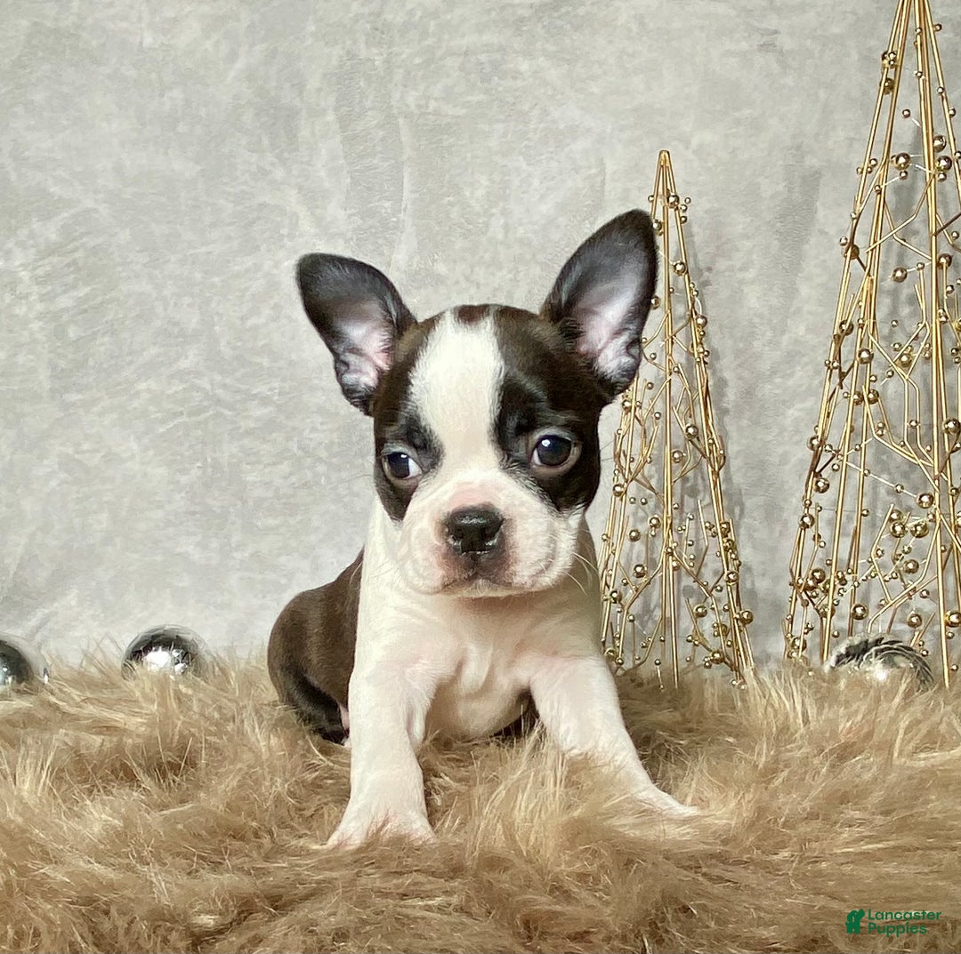 Boston Terrier dogs for sale: Frost  - Ad 3