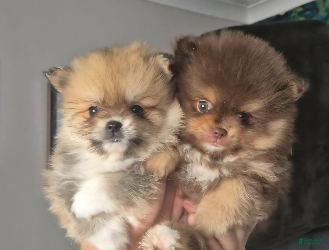 Pomeranian dogs for sale: Naya - Ad 9