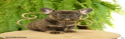 French Bulldog dogs for sale: Trixie - Ad 4