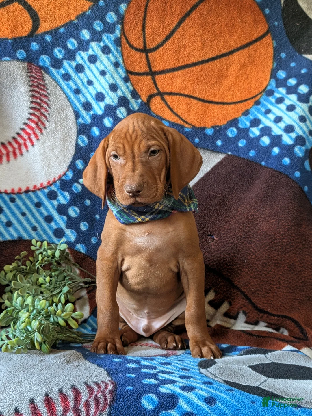 Vizsla dogs for sale: Harley - Ad 2