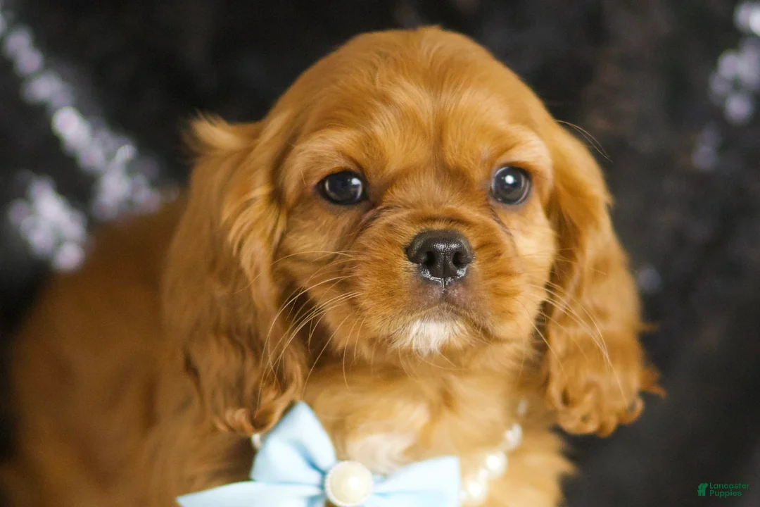 Cavalier King Charles Spaniel dogs for sale: Charmer - Ad 6