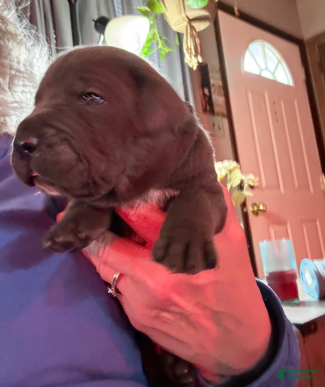 Cane Corso dogs for sale: Dark Blue - Ad 1