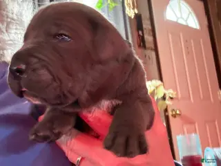 Cane Corso dogs Dark Blue - Ad 8