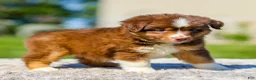 Miniature Australian Shepherd dogs for sale: Harper - Ad 5