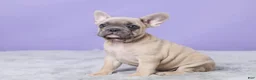French Bulldog dogs for sale: Thomas - Ad 1