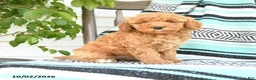 Miniature Poodle dogs for sale: Tamie - Ad 4