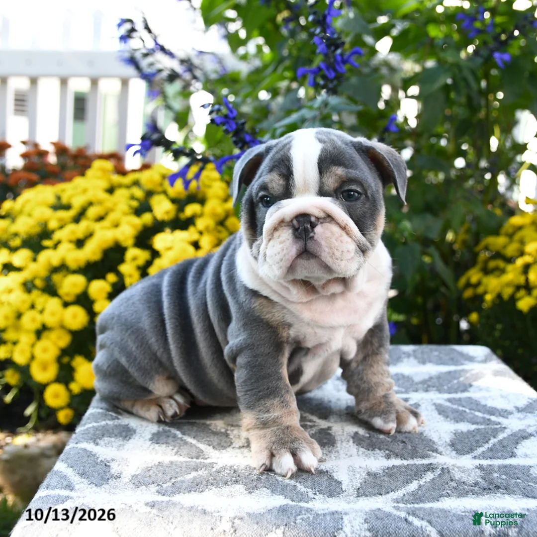 English Bulldog dogs for sale: Tank - Ad 1