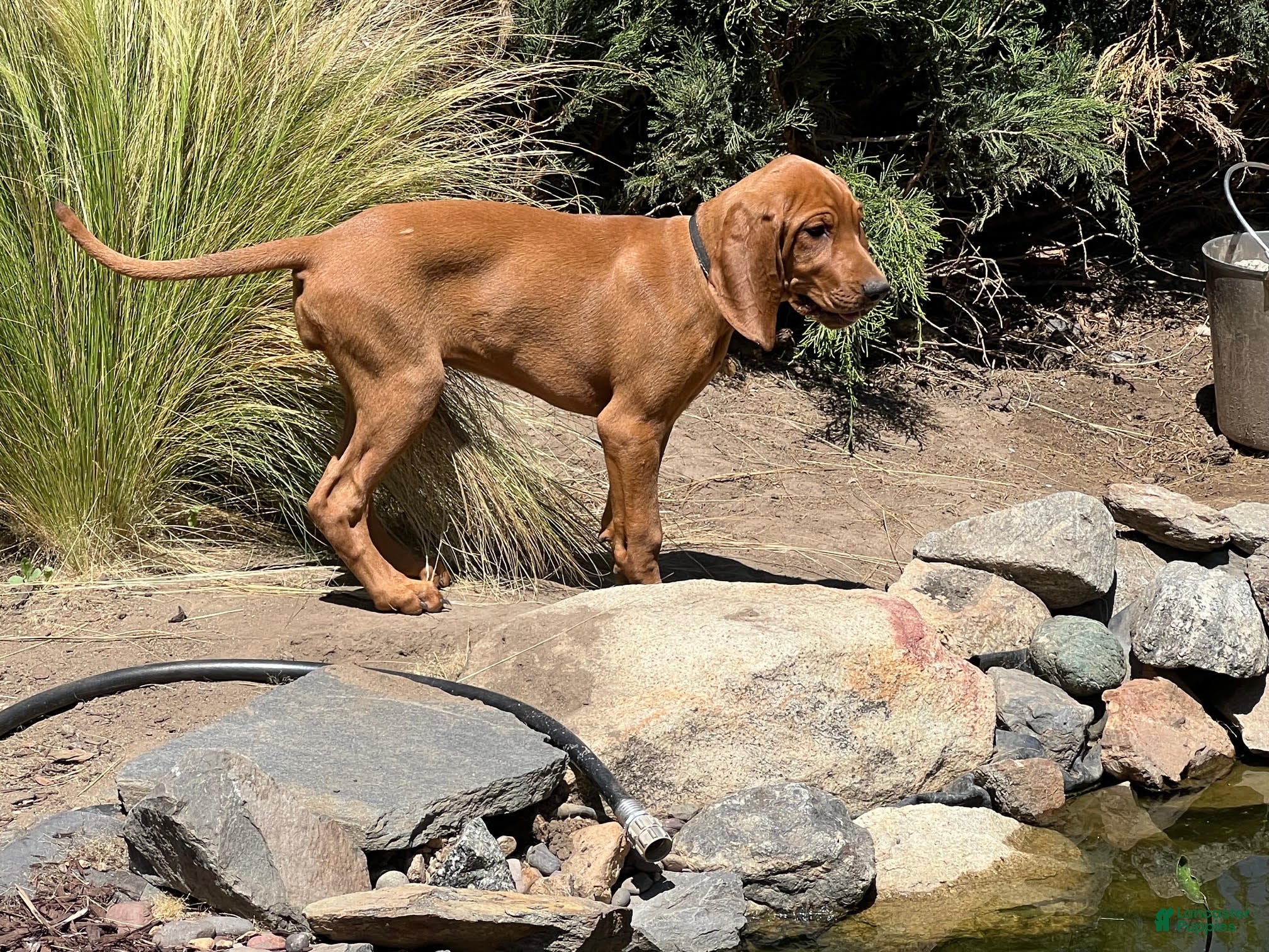 Redbone Coonhound dogs Maizey - Ad 1