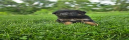 German Shepherd dogs for sale: Roxie - Ad 6