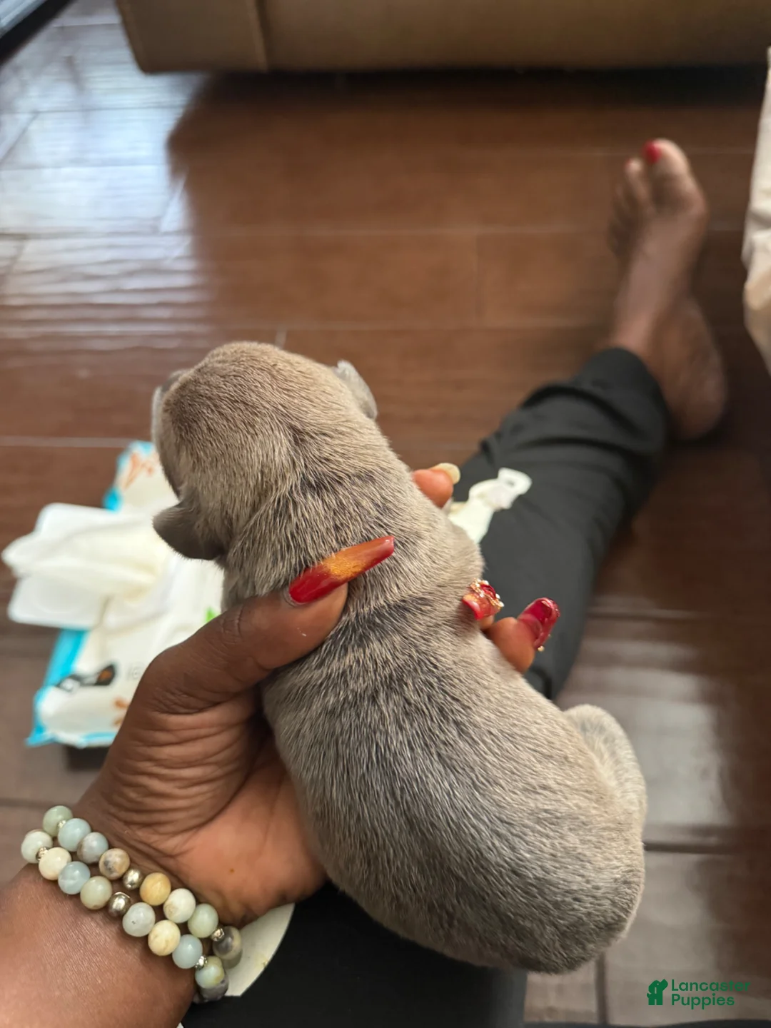 Cane Corso dogs for sale: Cane Corso Puppy 4 - Ad 1