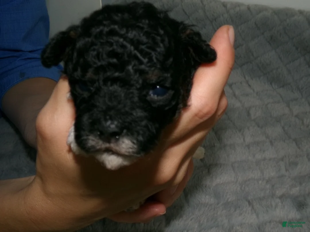 Miniature Poodle dogs for sale: Miniature Poodle Puppy 1 - Ad 2