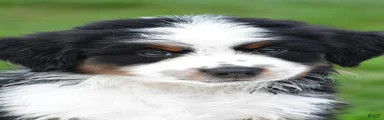 Wilbur