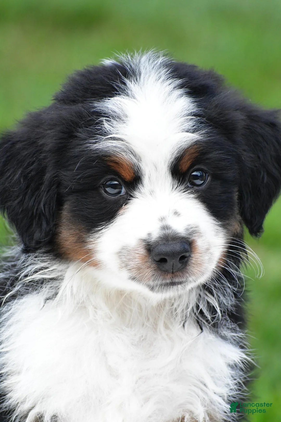 Miniature Australian Shepherd dogs for sale: Wilbur - Ad 1