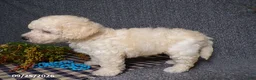 Bichpoo dogs for sale: Timmy - Ad 4