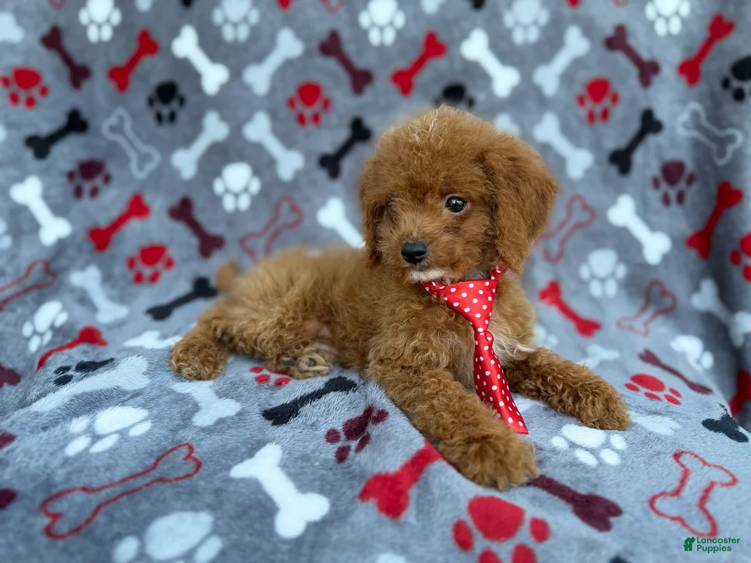 Cockapoo dogs for sale: Dasher - Ad 4