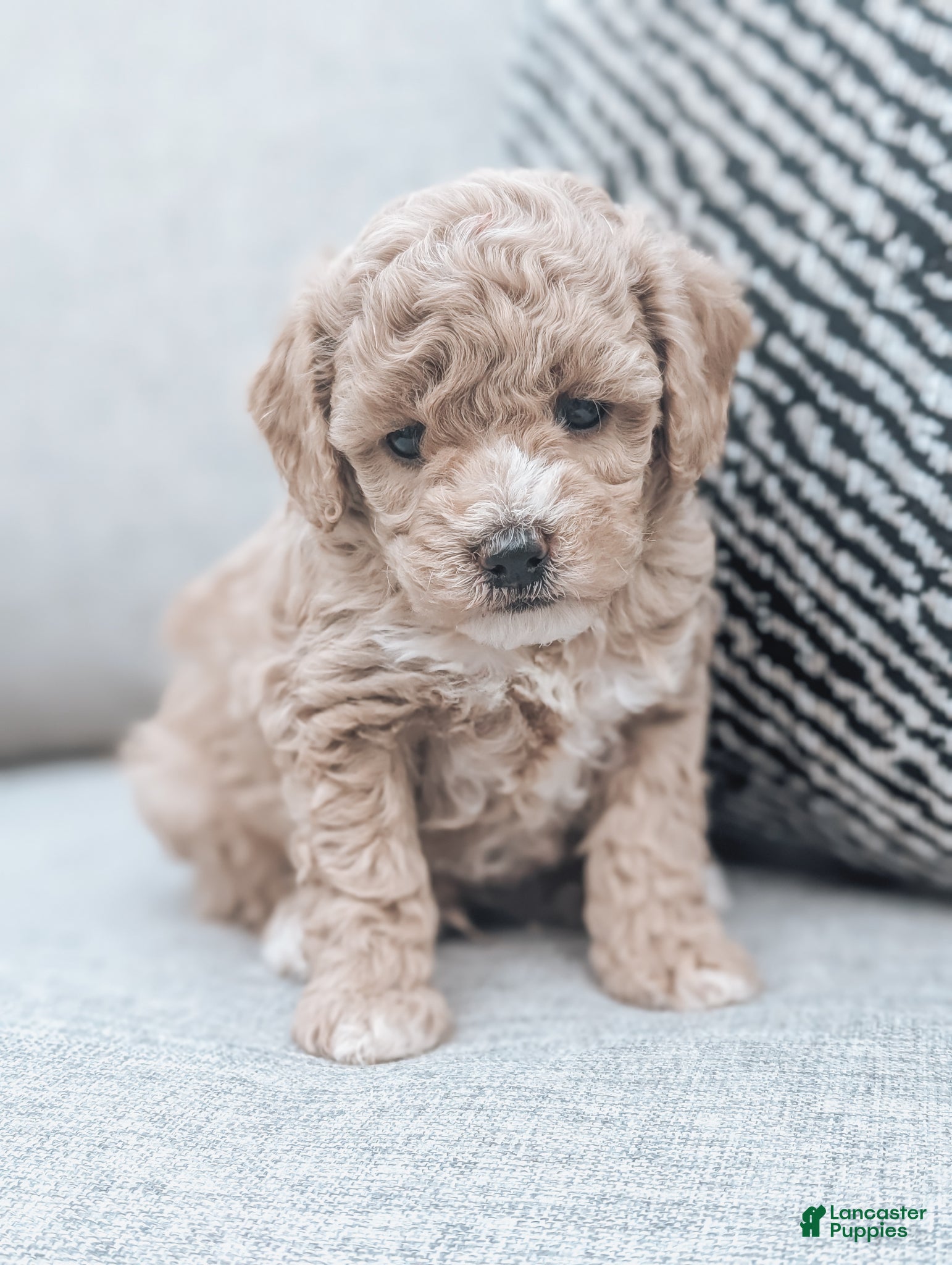 Bichpoo dogs Tucker - Ad 1