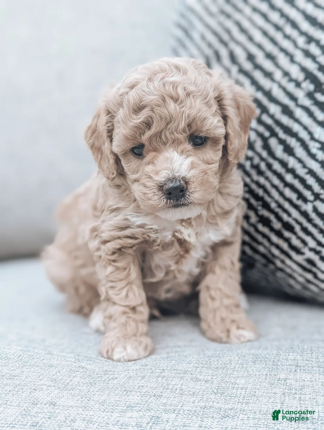 Bichpoo dogs for sale: Tucker - Ad 1