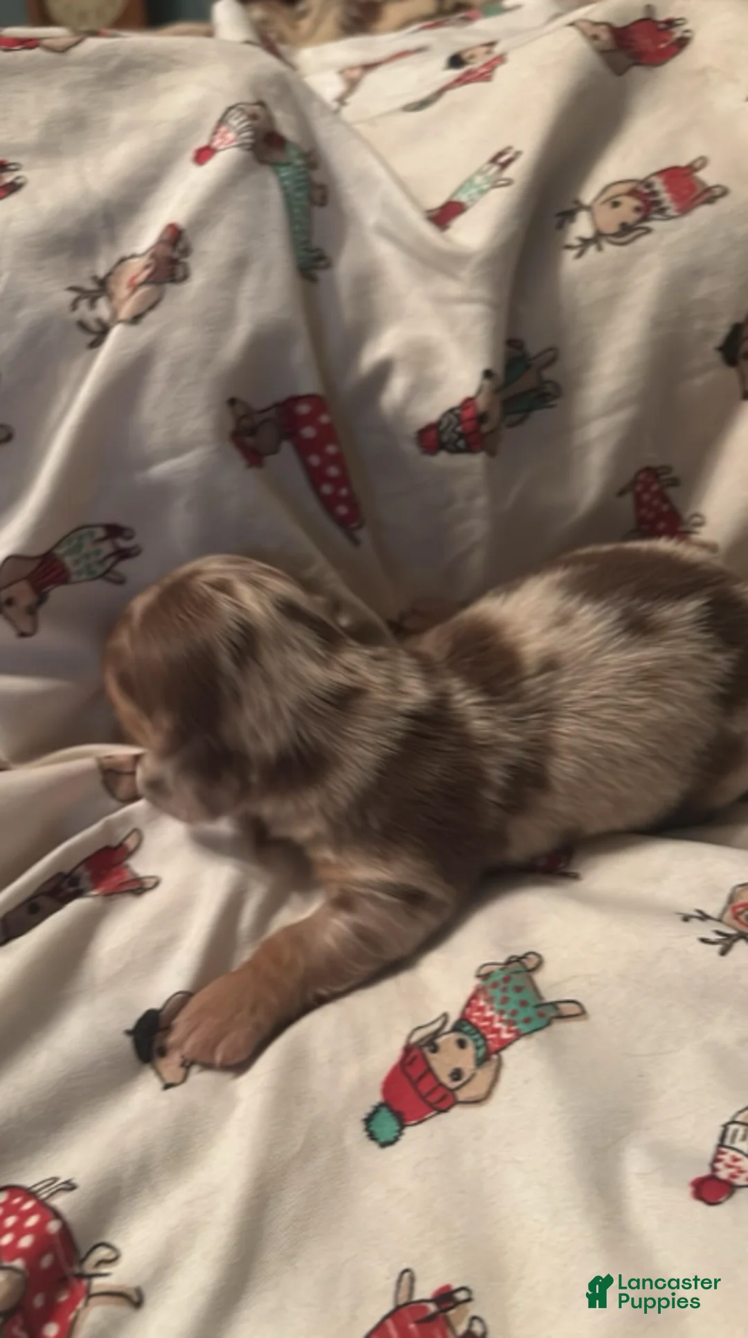 Dachshund dogs for sale: Gordon-Long Hair - Ad 2