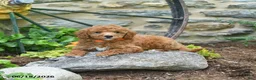 Mini Goldendoodle dogs for sale: Coral - Ad 3