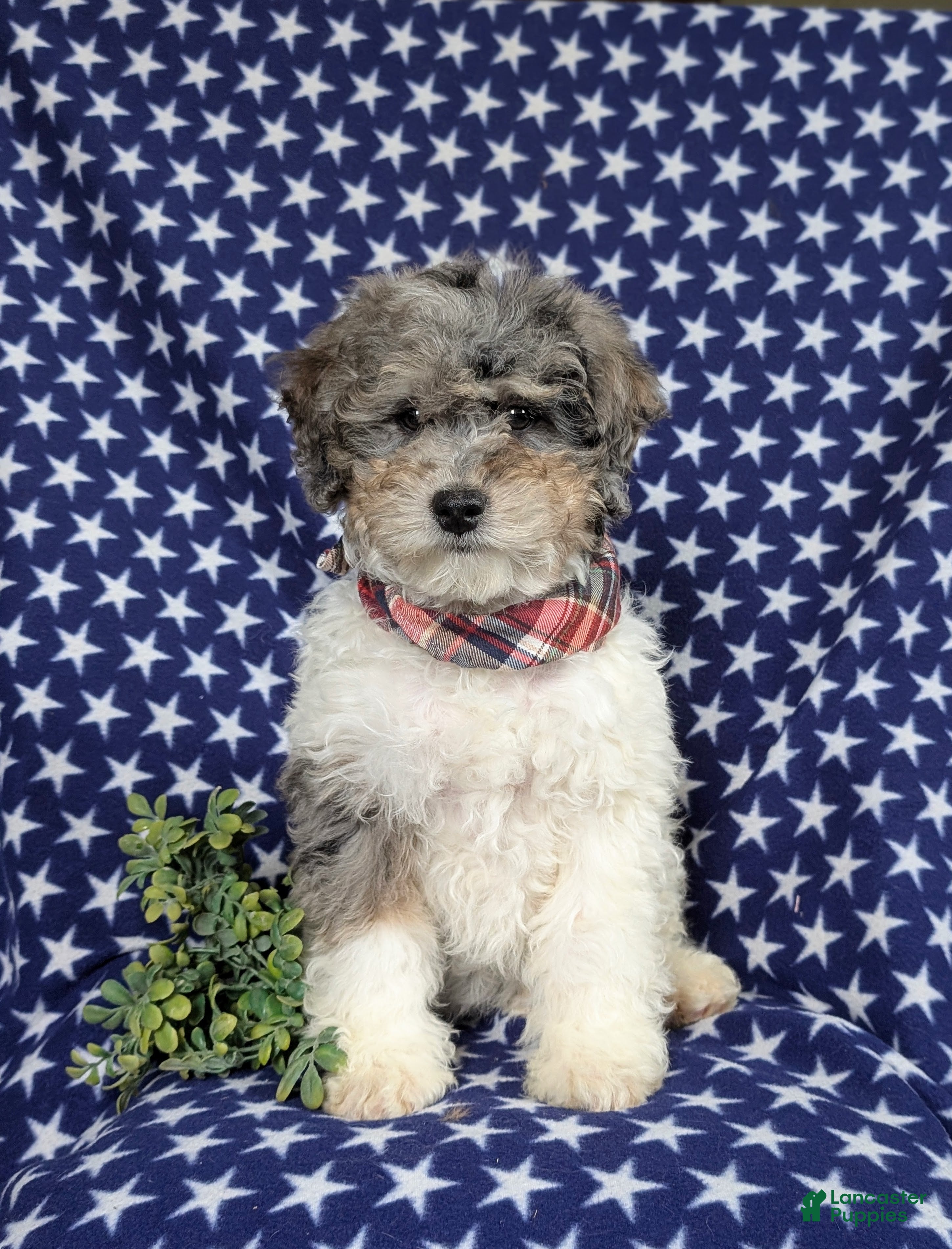 Mini Bernedoodle dogs Armondo Hypoallergenic  - Ad 25