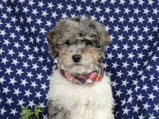 Mini Bernedoodle dogs Armondo Hypoallergenic - Ad 25