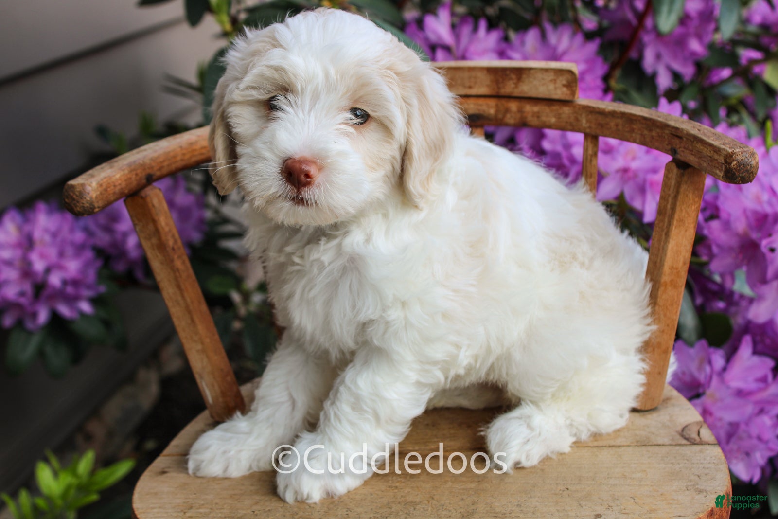 Mixed Breed dogs Venus - Ad 2