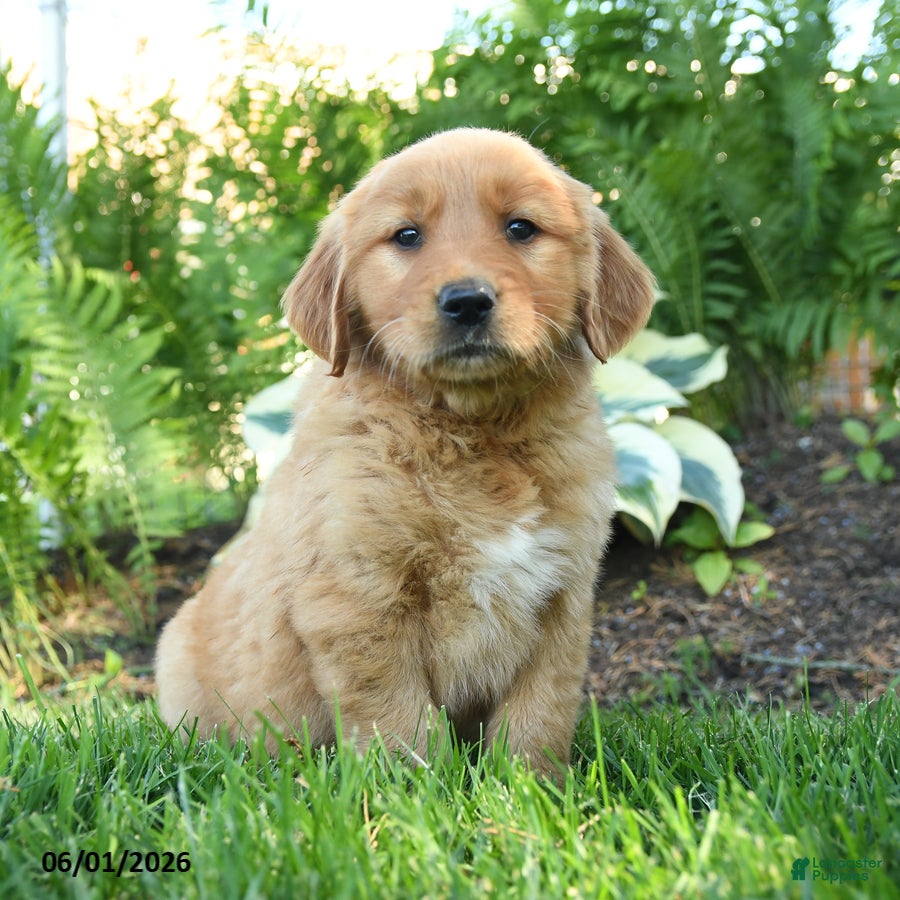Golden Retriever dogs Alexander - Ad 1