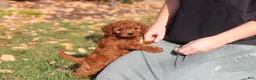 Cavapoo dogs for sale: Pearl - Ad 8