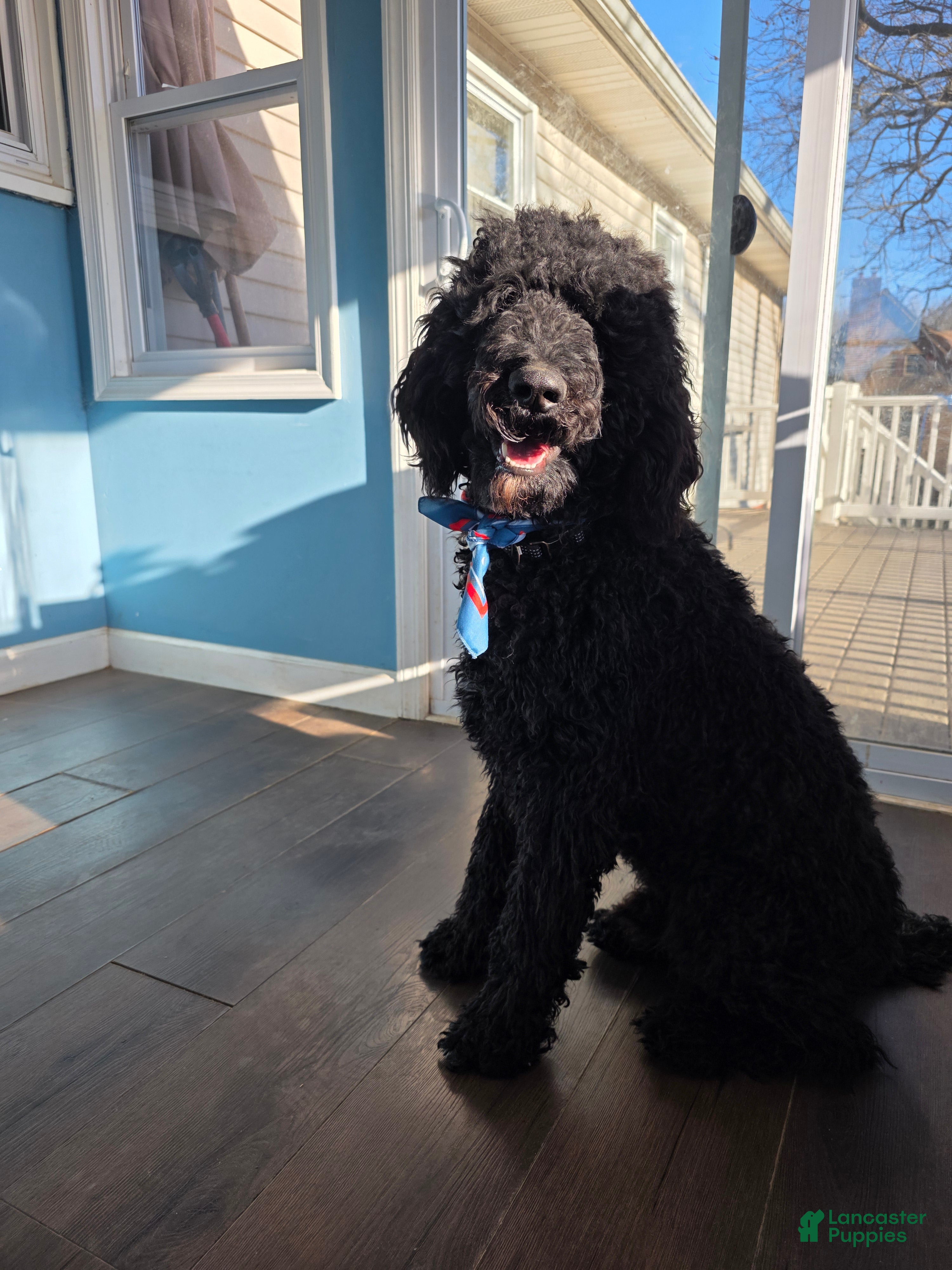 Standard Poodle dogs Standard Poodle  - Ad 2