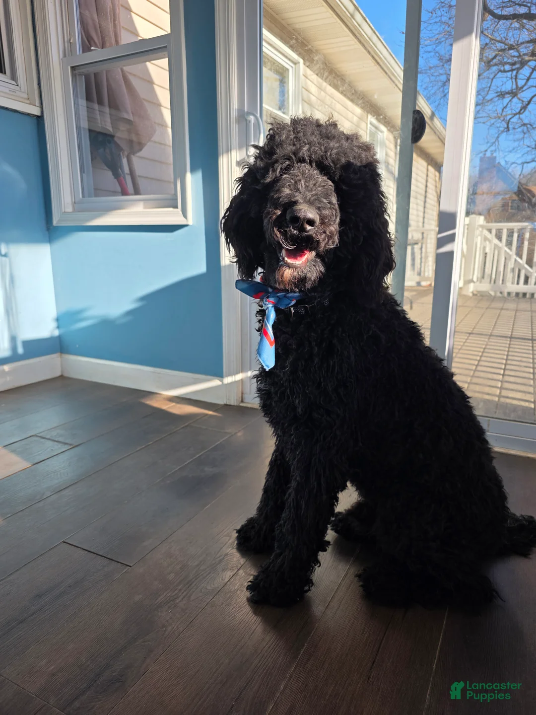 Standard Poodle dogs for sale: Standard Poodle  - Ad 2