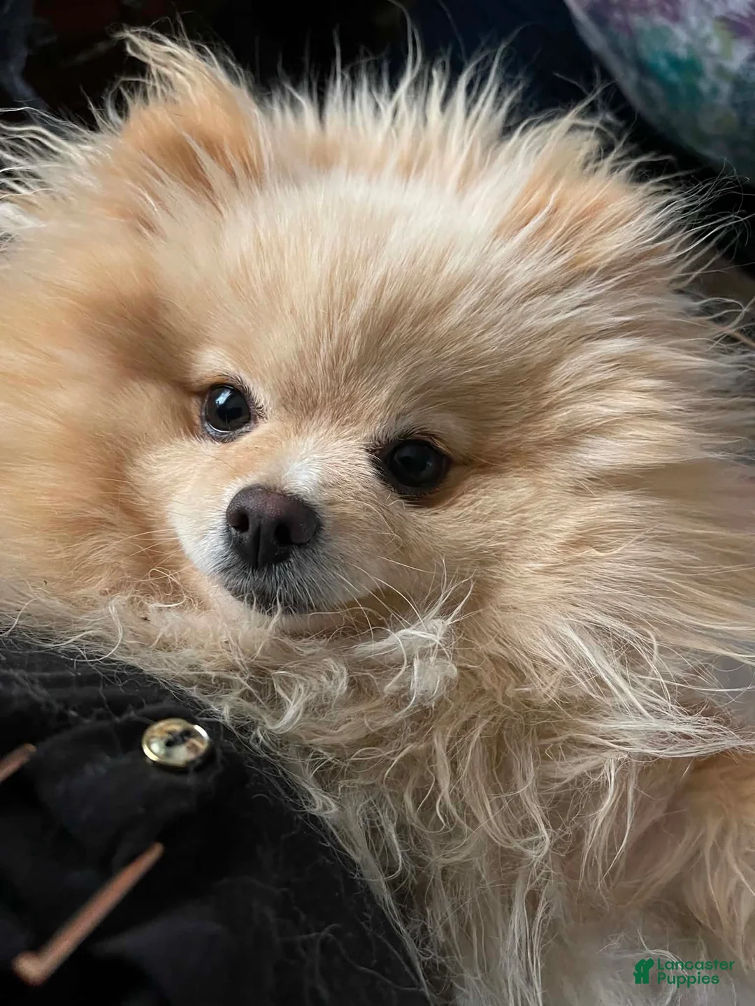 Pomeranian dogs for sale: Joey - Ad 6