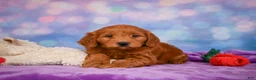 Mini Goldendoodle dogs for sale: REAGAN - Ad 7