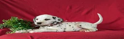 Dalmatian dogs for sale: Jules - Ad 5