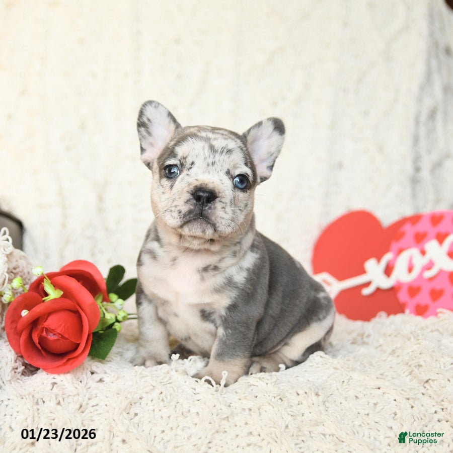French Bulldog dogs Brynn - Ad 16