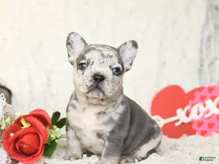 French Bulldog dogs Brynn - Ad 42
