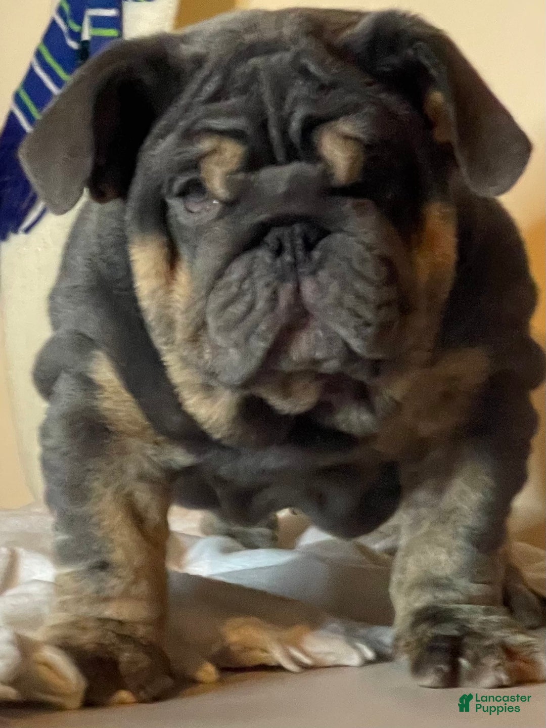English Bulldog dogs for sale: Smoothie - Ad 1