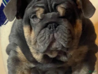 English Bulldog dogs Smoothie - Ad 32